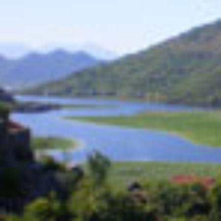 Mimosa de Copacabana